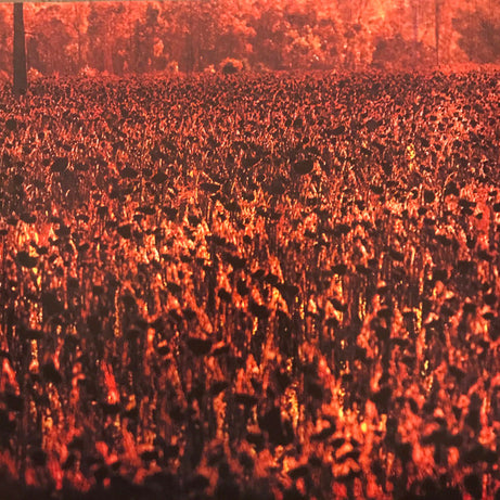 Midnight Oil : Capricornia (LP, Album, RE, RM)